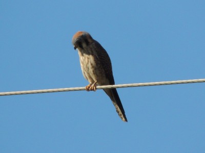 Kestral