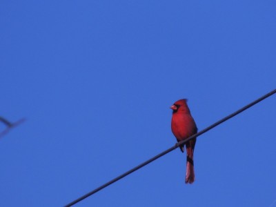 Northern Cardinal