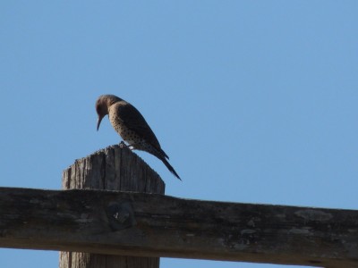 Northern Flicker