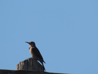 Northern Flicker