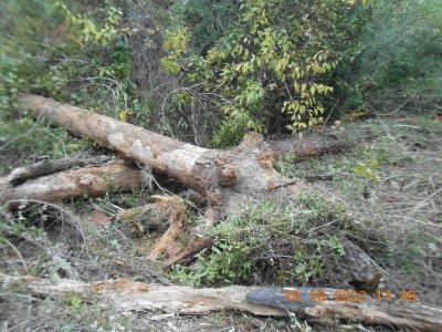 and pushed all the wood to the side......