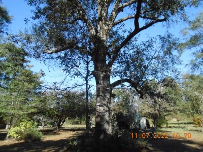 Water Oak guilty of producing more acorns than usual.