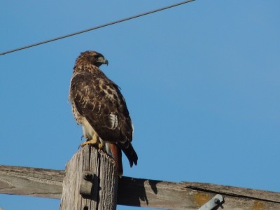 Red-tailed Hawk