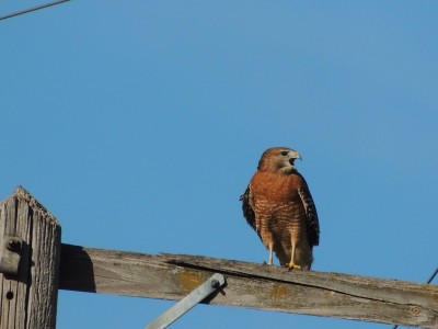 Red-shouldered Hawk