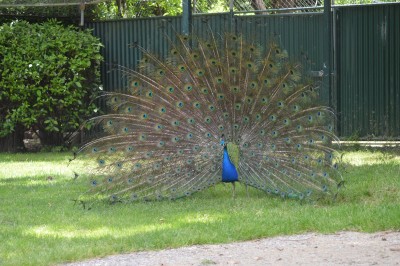 DSC_0047.JPG