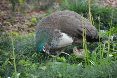 DSC_0082.JPG
