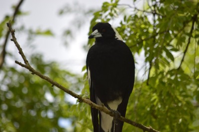 DSC_0052.JPG