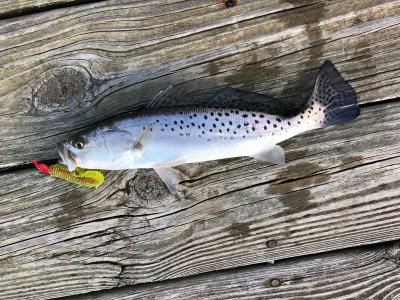 Speck on boat dock 11-22-22.jpg
