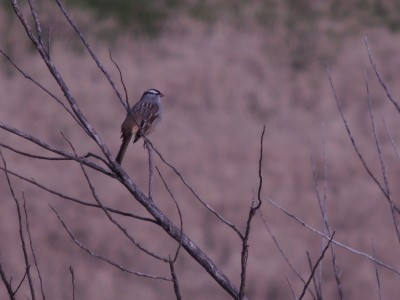 White-crowned Sparrow