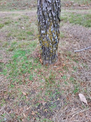 Planted too deep