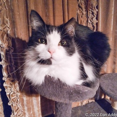Bluegrass On Cat Tree.jpg