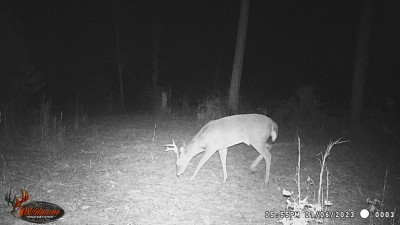 Here is a small 6 or 7 point a couple of minutes later.