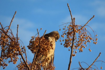 IMG_8896.JPG