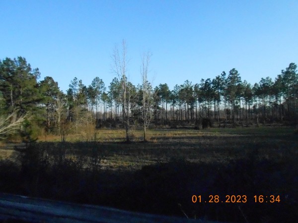 The pines where it happened last evening.