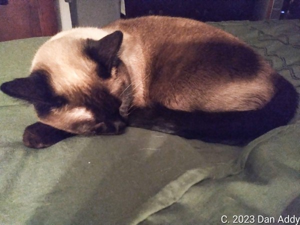 Sleepy Sophie.jpg