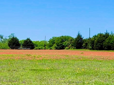 Indian paintbrush