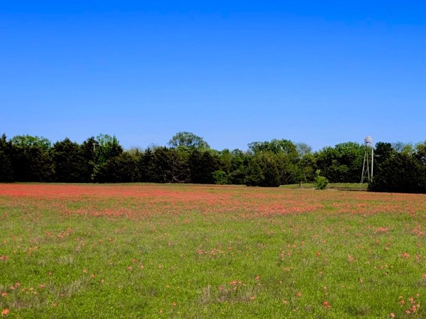 Indian paintbrush