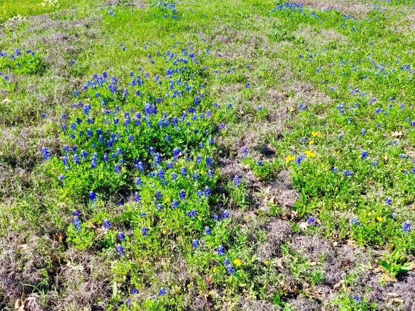 Bluebonnets