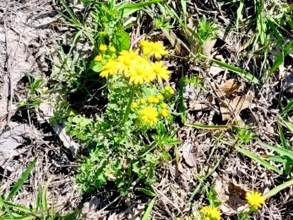 Unknown yellow