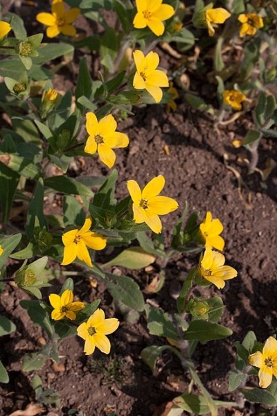 Texas yellow star