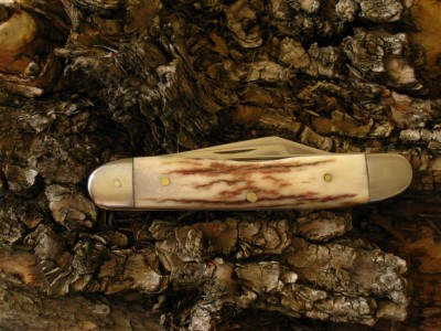 vic. zebra 011 (Large).jpg