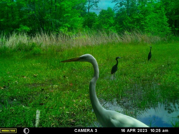 Great Heron walking past the camera with two Little Bue Herons in the background.