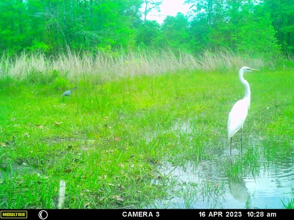A full view of the long legged rascal!