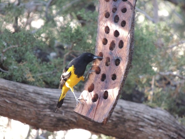 Scott's Oriole