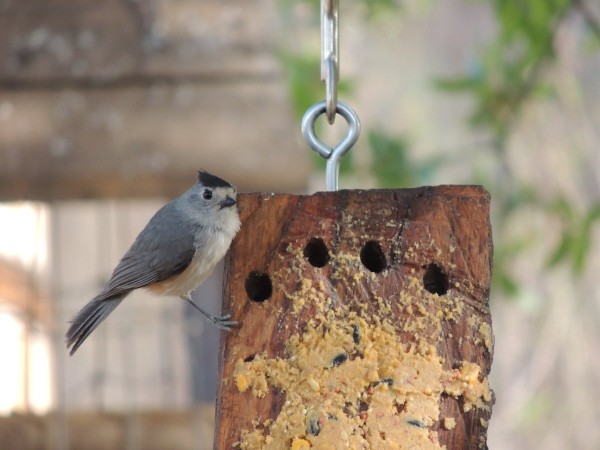 Black-crested Titmouse