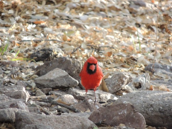 Mr. Cardinal