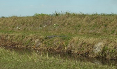 Alligator.jpg