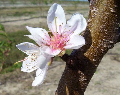 Peach Blossom.jpg