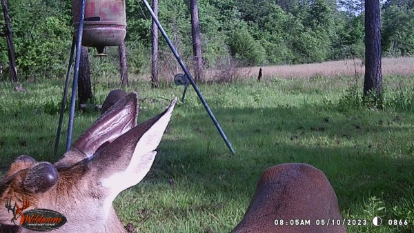 Sorrel face new antlers starting.