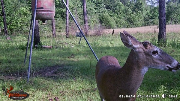 White face new antlers beginning to grow.