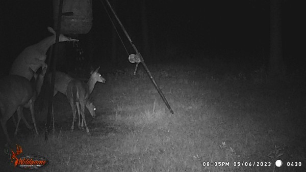 Momma shaking some corn loose for the yearlings.