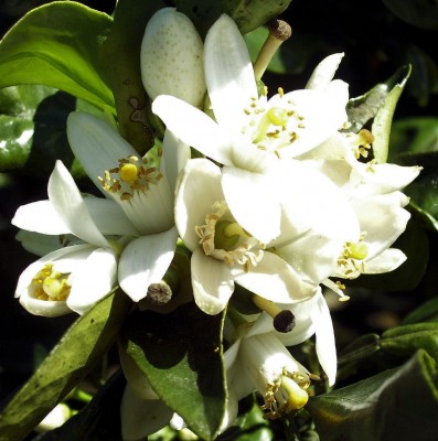Citrus Blossom.jpg