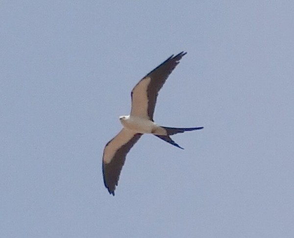 Swallow-tailed Kite