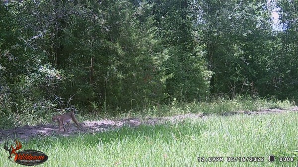 Bobcat out rambling at noon time.
