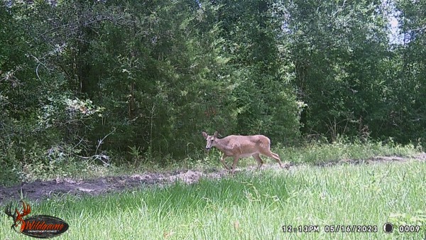 Deer 4 minutes behind the Bobcat, wonder what's going on?