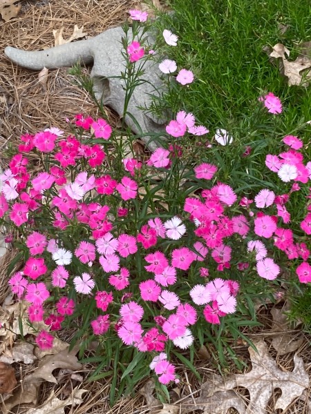 Dianthus