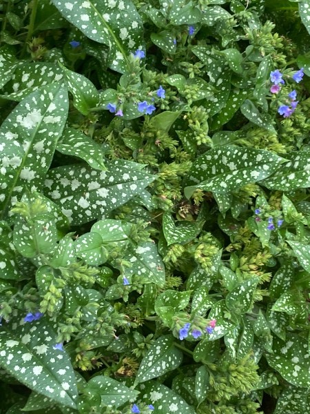 Lungwort