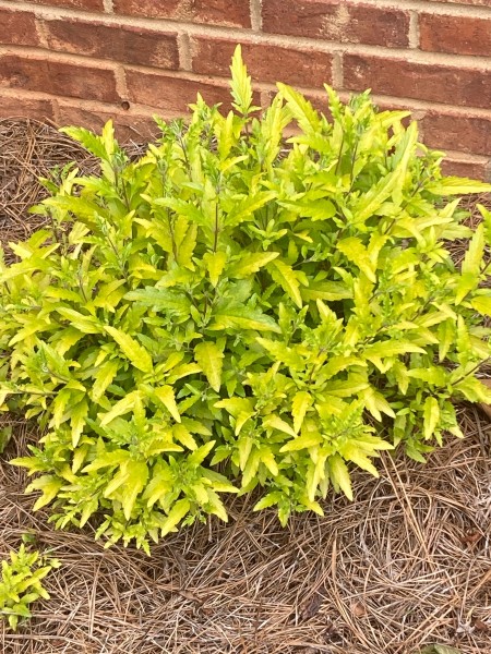 Caryopteris