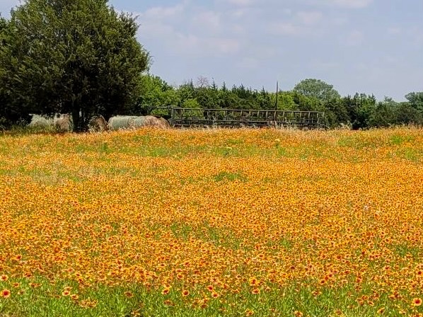 Indian Blanket