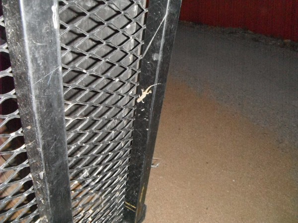 DSCF2566.JPG