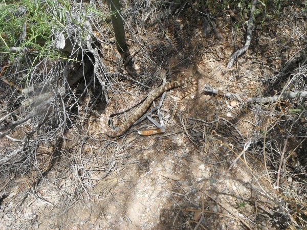 DSCF2742.JPG