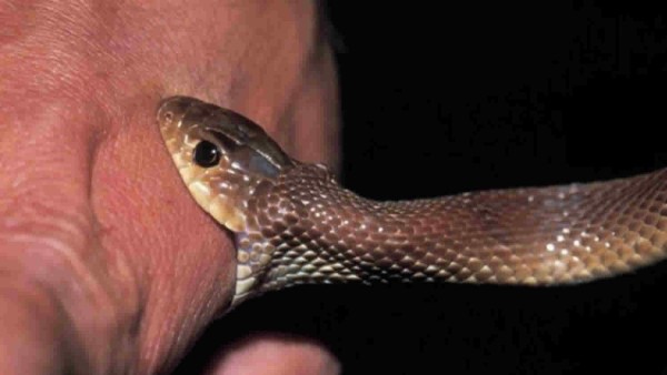 snake-bite.jpg