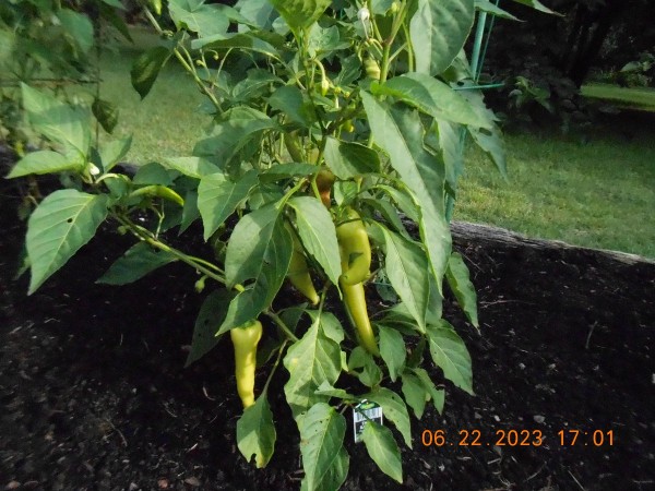 Sweet Banana peppers