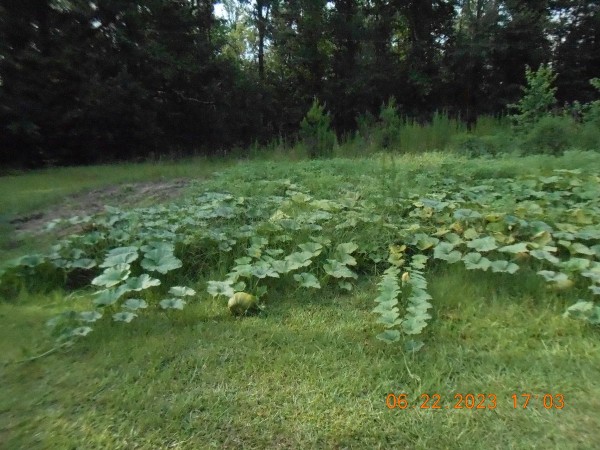 A volunteer patch of Seminole Pumpkins came up when we disked last year's patch this spring.