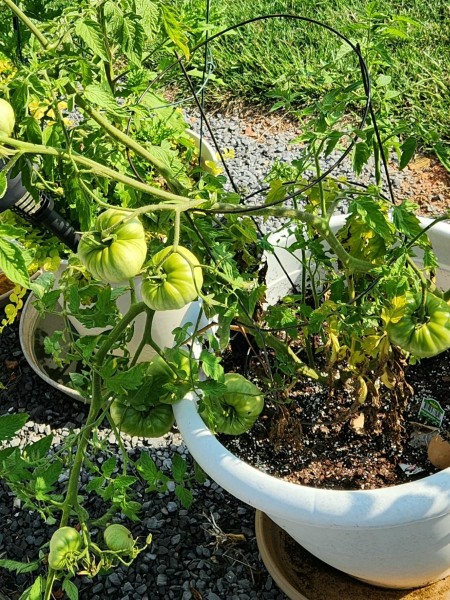 20230628_091216.jpg
