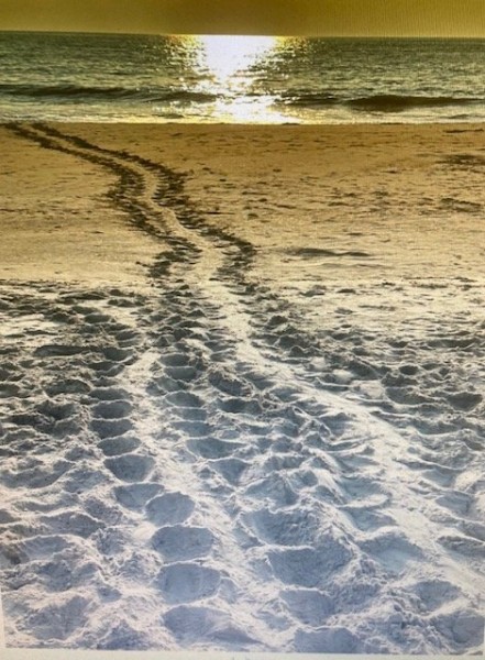 turtle+tracks.jpg